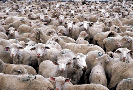 Herd_of_Sheep_311px.gif