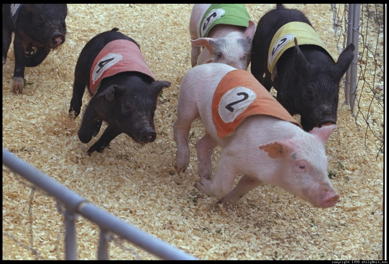 http://legalectric.org/f/legacy/pig-racing-16.4.jpg