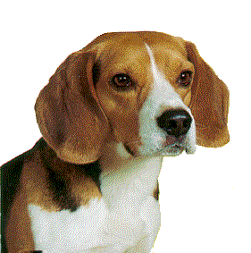 beagle1.gif
