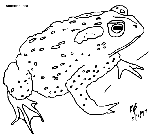 toad-b.gif