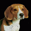 beagle.gif