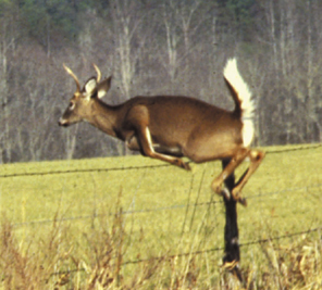 white-tailed_deer_in_flight.jpg