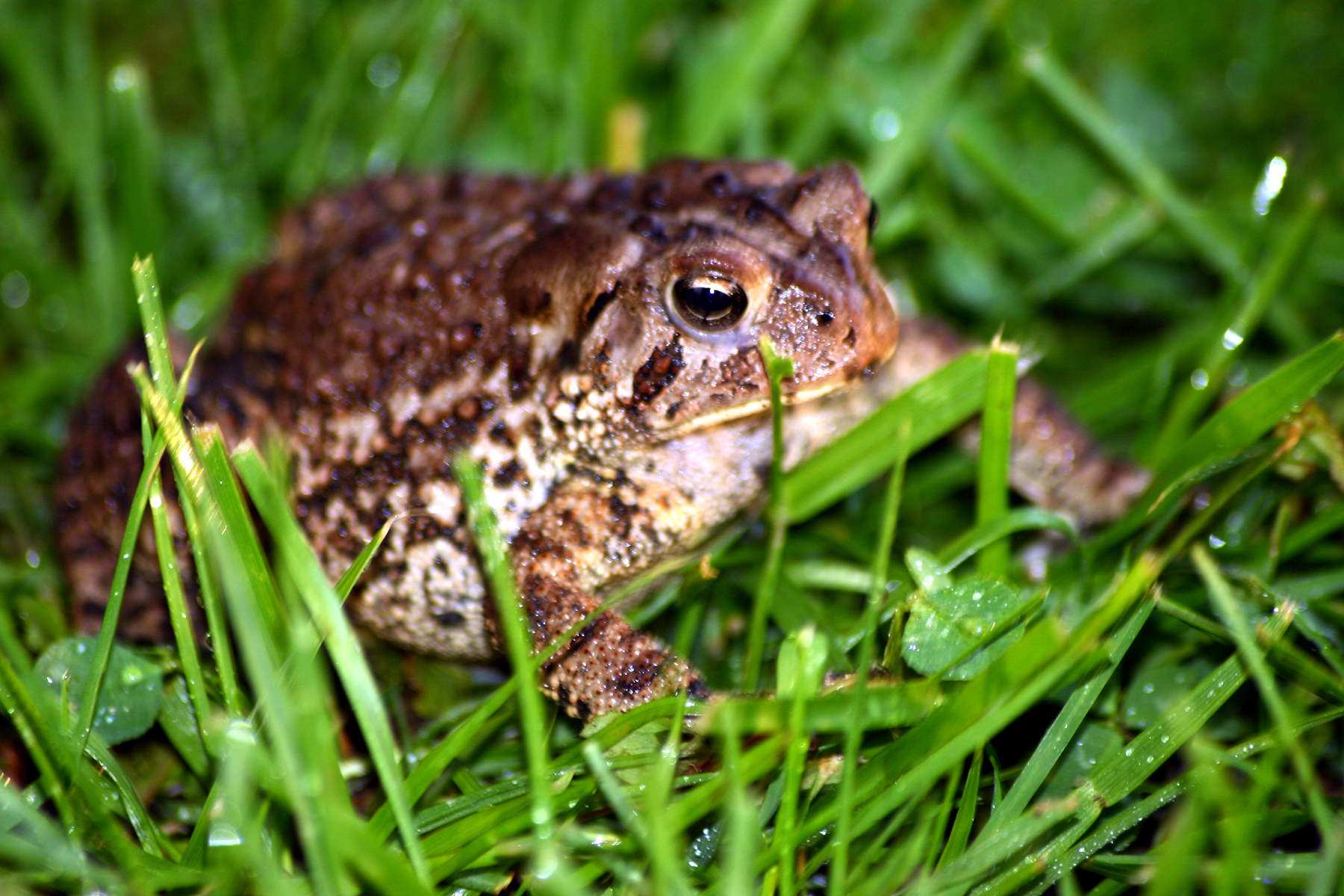 toad3.jpg