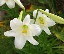 lillies-white