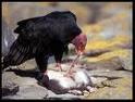 vulture-eating