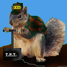 tnt_squirrel