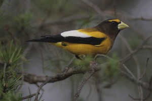 birdie-eveninggrosbeak