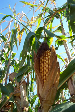 corn ear.jpg