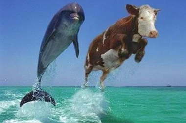 cowdolphins.jpg