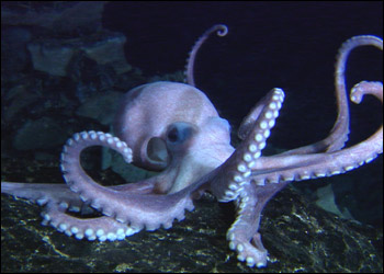 octopus_hzoom.jpg